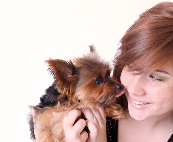 yorkshire-terrier-5.jpg